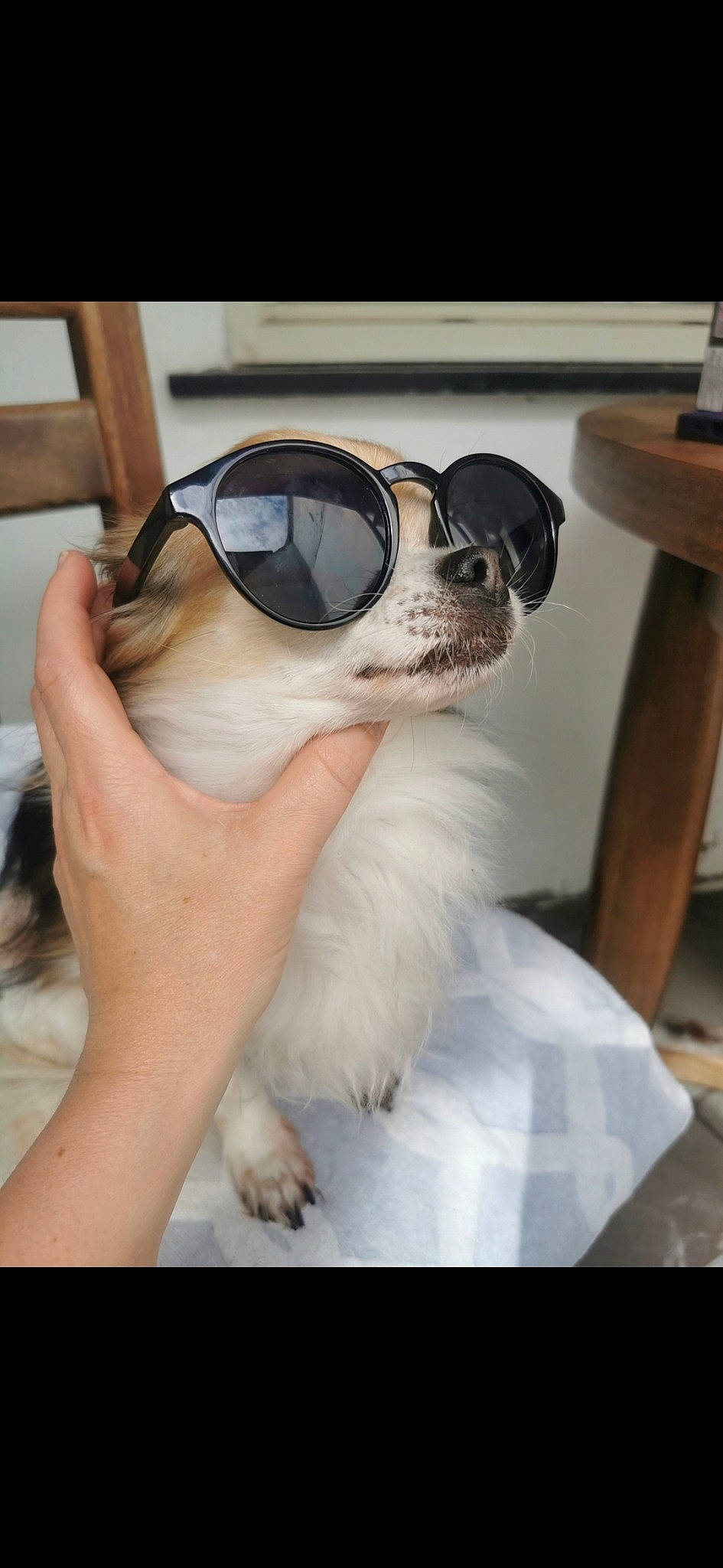 Guess a rejoint le concours — aidez-le/la à gagner de superbes lots ! canidae, carnivore, comfort, companion_dog, dog, dog_breed, ear, eyewear, fawn, fur, glasses, goggles, personal_protective_equipment, snout, sporting_group, sunglasses, toy_dog, vision_care, whiskers, working_animal