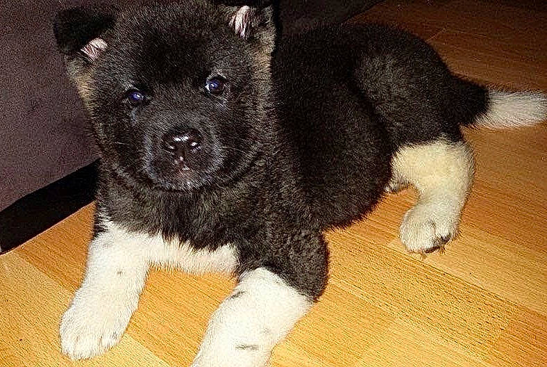 Taicko participe au concours pour gagner de l'argent avec cette photo : canidae, carnivore, companion_dog, dog, dog_breed, flooring, fur, hardwood, non_sporting_group, paw, puppy, snout, sporting_group, tail, terrestrial_animal, varnish, whiskers, wood, wood_flooring, working_animal