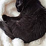 Abyss a rejoint le concours — aidez-le/la à gagner de superbes lots ! cat, black_cat, sleeping, curled_up, fluffy_blanket, white_blanket, cozy, pet, fur, animal, resting, indoors, cute, soft_texture, nap, domestic_cat, feline, relaxation, comfort, warm