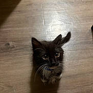 Mochi is registered to the contest to win money with this photo: cat, kitten, black_cat, white_chest, fluffy, whiskers, eyes, ears, animal, pet, looking_up, indoor, wooden_floor, floor, shadow, portrait, closeup, tuxedo_cat, cute, domestic_cat