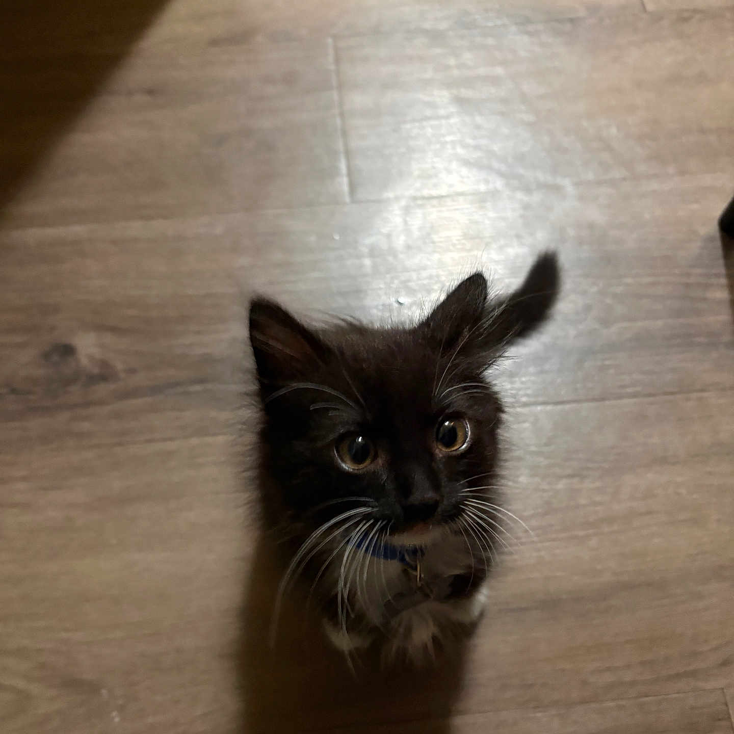 Mochi