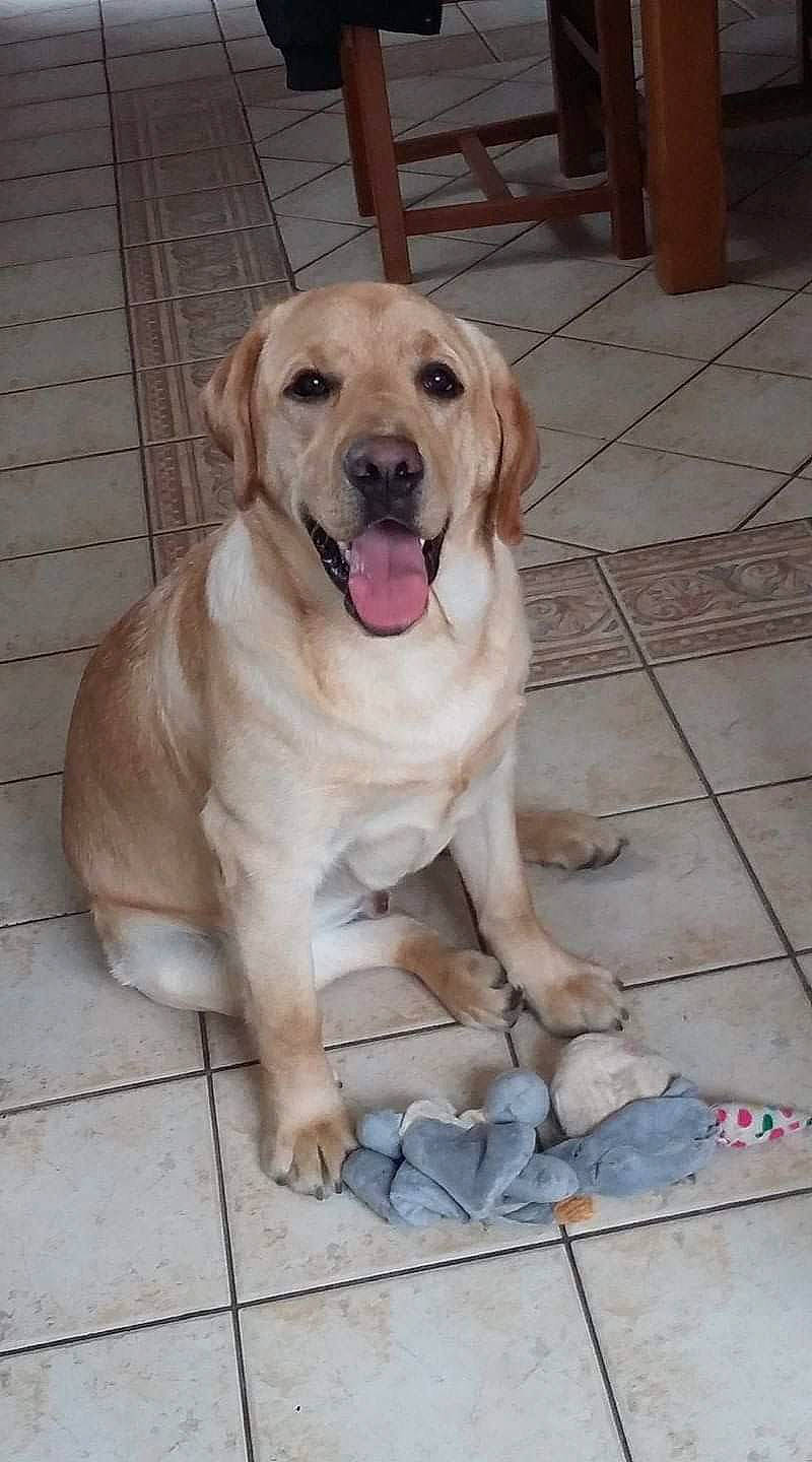 Mayron a rejoint le concours — aidez-le/la à gagner de superbes lots ! anatolian_shepherd_dog, beagador, broholmer, canidae, carnivore, companion_dog, dog, dog_breed, fawn, golden_retriever, labrador_retriever, mammal, retriever, snout, sporting_group, street_dog, vertebrate