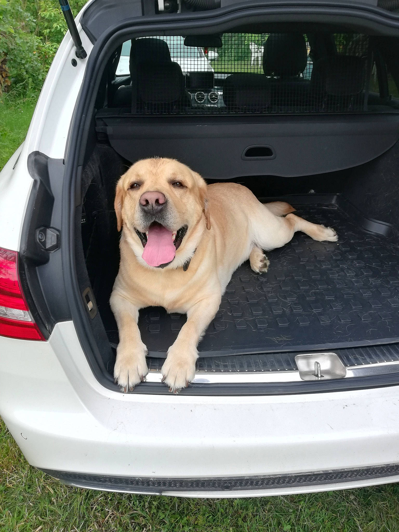 Mayron a rejoint le concours — aidez-le/la à gagner de superbes lots ! automotive_exterior, bumper, canidae, car, car_seat, carnivore, companion_dog, dog, dog_breed, fawn, guard_dog, labrador_retriever, photography, product, sporting_group, transport, trunk, vehicle, vehicle_door