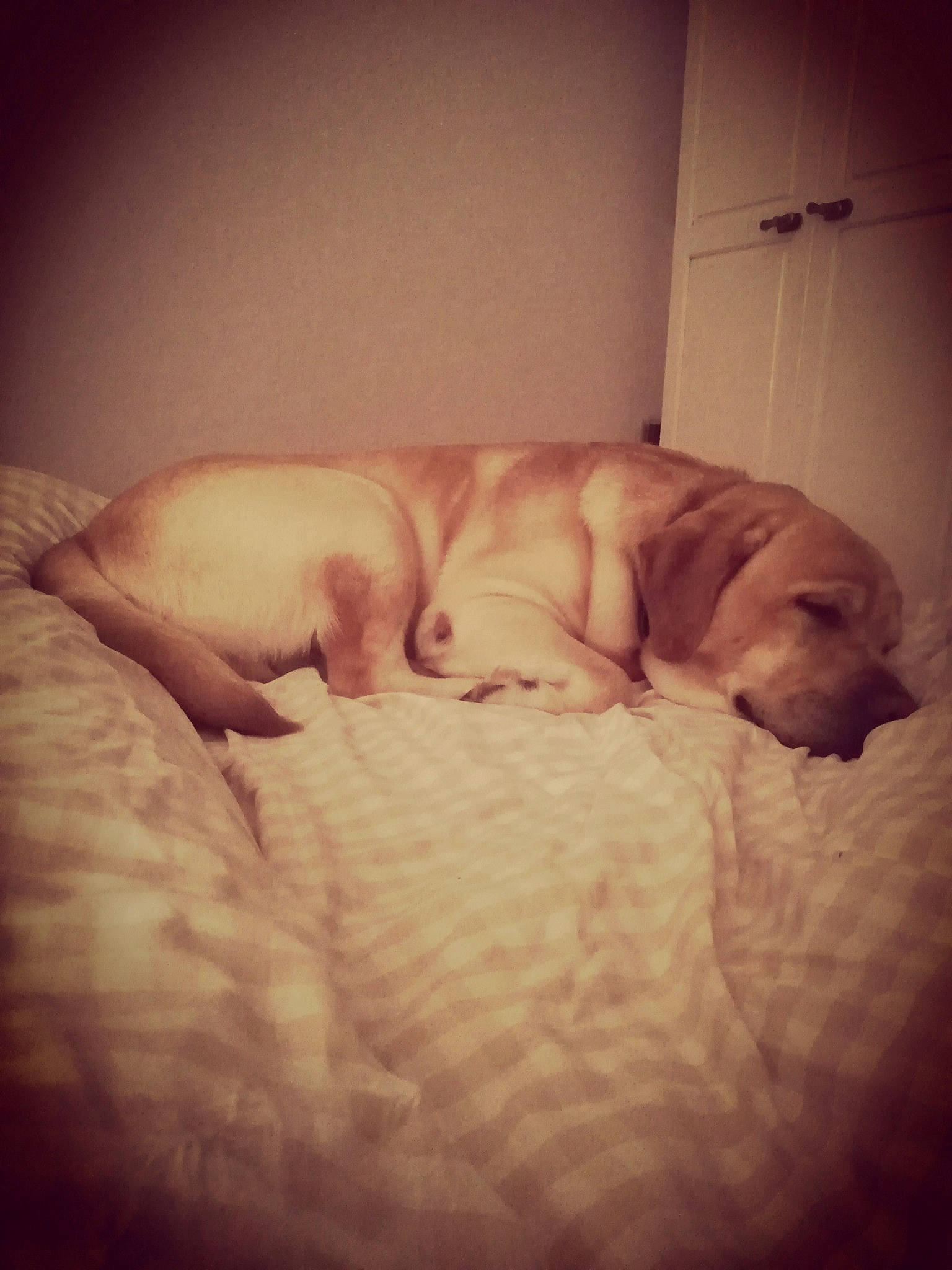 Mayron participe au concours pour gagner de l'argent avec cette photo : bedtime, canidae, carnivore, child, cloud, companion_dog, dog, dog_breed, fawn, labrador_retriever, nap, non_sporting_group, puggle, puppy, puppy_love, retriever, sky, sleep, snout, sporting_group