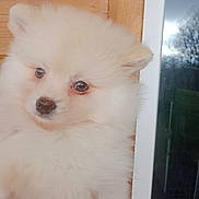 Coco participe au concours pour gagner de l'argent avec cette photo : puppy, dog, fluffy, cute, pet, animal, indoor, wooden_wall, glass_door, reflection, hand, face, fur, small, adorable, young, domestic_animal, closeup, eyes, nose