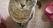 Raven is registered to the contest to win money with this photo: alert, animal, carpet, cat, close_up, cute, ears, feline, floor, gray_cat, green_eyes, home, household, indoors, pet, portrait, sitting, tabby, toys, whiskers