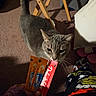 Raven is registered to the contest to win money with this photo: animal, bed, blanket, candy, carpet, cat, chair, curious, ears, eyes, gray_cat, human_hand, indoor, packaging, pet, portrait, snack, sniffing, tabby, whiskers