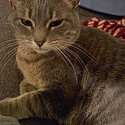 Raven joined the competition — help win amazing prizes! animal, cat, close_up, couch, ears, eyes, face, feline, fur, gray_tabby, indoor, living_room, lounging, pet, pillows, portrait, sitting, sofa, striped_fur, whiskers