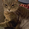 animal, cat, close_up, couch, ears, eyes, face, feline, fur, gray_tabby, indoor, living_room, lounging, pet, pillows, portrait, sitting, sofa, striped_fur, whiskers