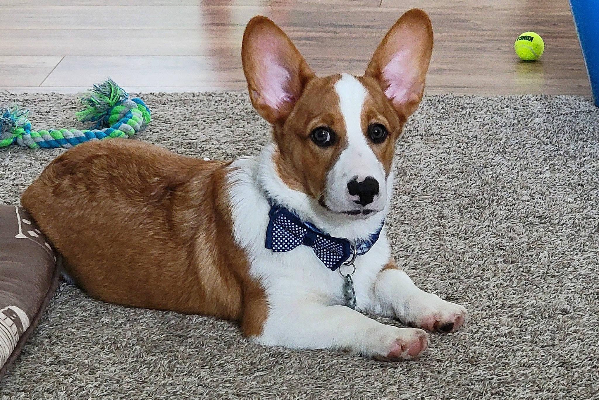 Tobi joined the competition — help win amazing prizes! canidae, carnivore, collar, companion_dog, dog, dog_breed, dog_supply, fawn, fur, hound, lemon, non_sporting_group, paw, snout, sporting_group, tail, terrestrial_animal, toy_dog, whiskers, working_animal