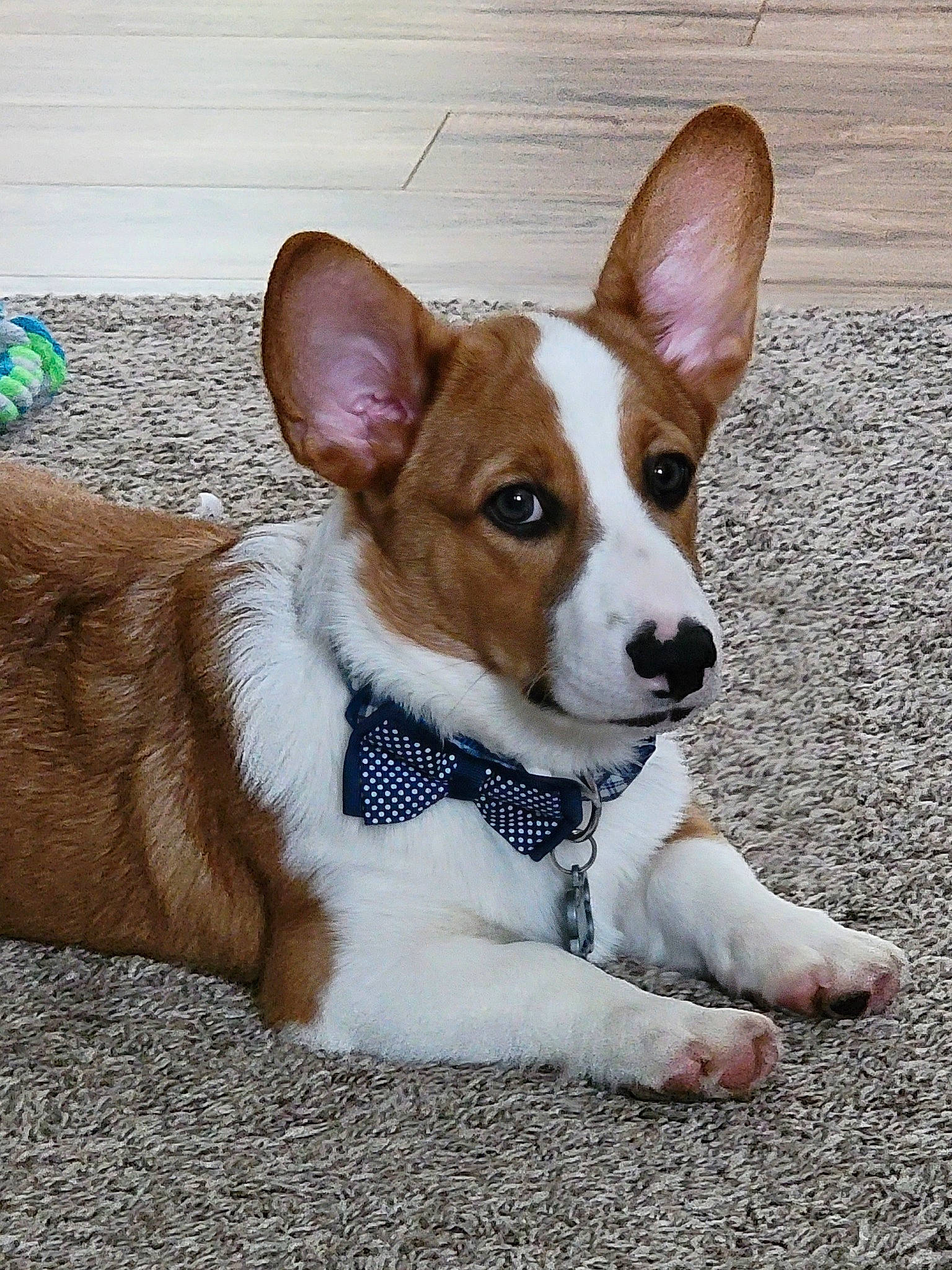 Tobi is registered to the contest to win money with this photo: ancient_dog_breeds, canidae, carnivore, collar, companion_dog, dog, dog_breed, dog_supply, door, fawn, fur, non_sporting_group, paw, road_surface, snout, sporting_group, tail, terrestrial_animal, whiskers, working_animal