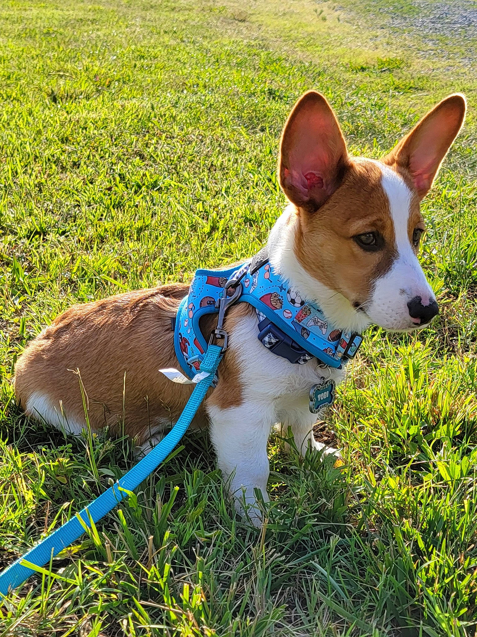 Tobi joined the competition — help win amazing prizes! canidae, carnivore, collar, companion_dog, dog, dog_breed, dog_clothes, dog_collar, dog_supply, electric_blue, fawn, grass, groundcover, mammal, plant, snout, tail, vertebrate, whiskers, working_animal