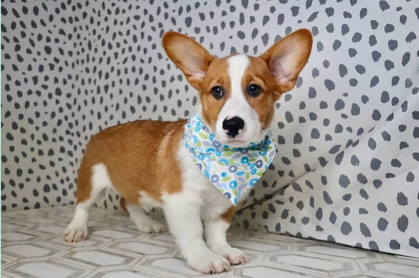 Tobi joined the competition — help win amazing prizes! ancient_dog_breeds, canidae, carnivore, collar, companion_dog, dog, dog_breed, dog_supply, flooring, hound, paw, puppy, sporting_group, tail, teddy_roosevelt_terrier, terrestrial_animal, terrier, whiskers, wood, working_animal