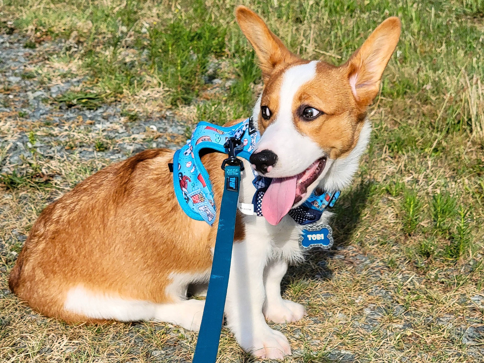 Tobi is registered to the contest to win money with this photo: canidae, carnivore, collar, companion_dog, dog, dog_breed, dog_collar, dog_supply, fawn, grass, herding_dog, hound, leash, mammal, snout, sporting_group, tail, welsh_corgi, whiskers, working_animal