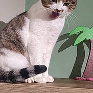 Cate a rejoint le concours — aidez-le/la à gagner de superbes lots ! animal, cat, cute, decor, ears, feline, green_wall, indoor, meowing, palm_tree, pet, playful_expression, shadow, sitting, striped_tail, tabby, whiskers, white_fur, wooden_surface, yawning