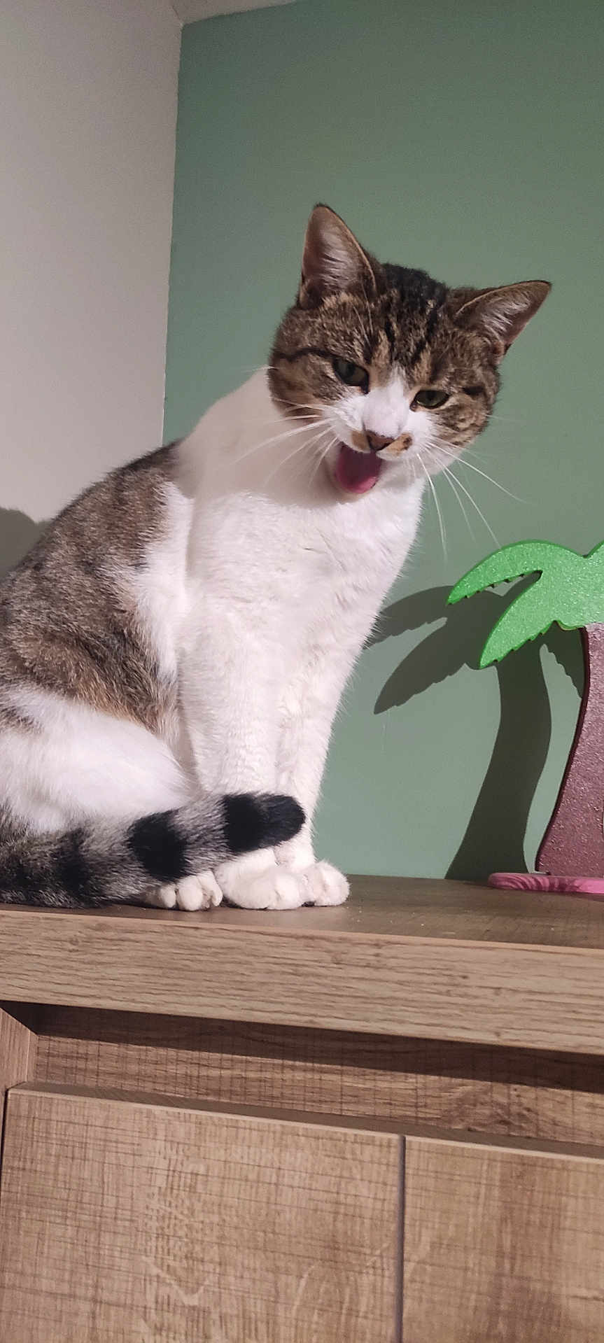 Cate a rejoint le concours — aidez-le/la à gagner de superbes lots ! animal, cat, cute, decor, ears, feline, green_wall, indoor, meowing, palm_tree, pet, playful_expression, shadow, sitting, striped_tail, tabby, whiskers, white_fur, wooden_surface, yawning