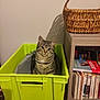 cat, tabby_cat, green_crate, wooden_shelf, books, basket, indoor, pet, feline, curious, looking_up, plastic_container, home, furniture, sitting, cozy, domestic, animal, cute, striped_cat
