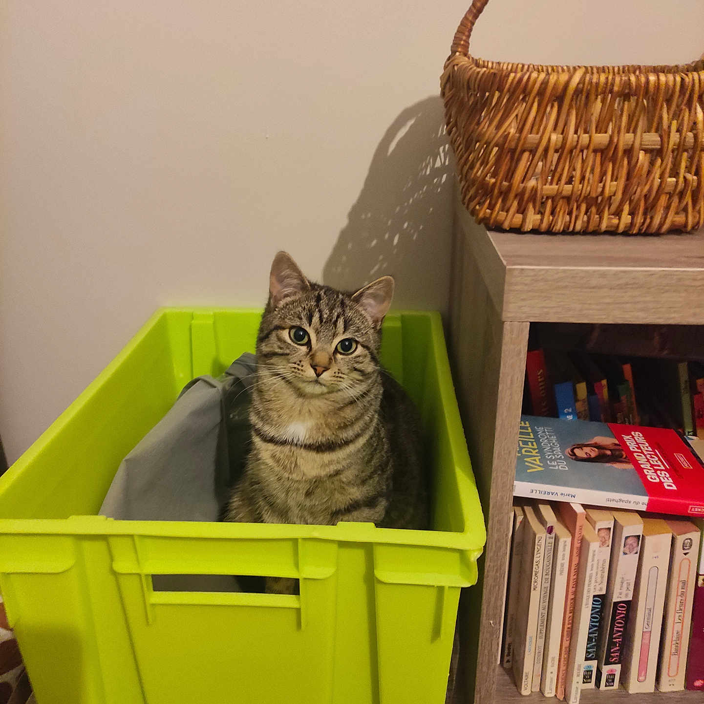 Tigrou participe au concours pour gagner de l'argent avec cette photo : animal, basket, books, cat, cozy, curious, cute, domestic, feline, furniture, green_crate, home, indoor, looking_up, pet, plastic_container, sitting, striped_cat, tabby_cat, wooden_shelf