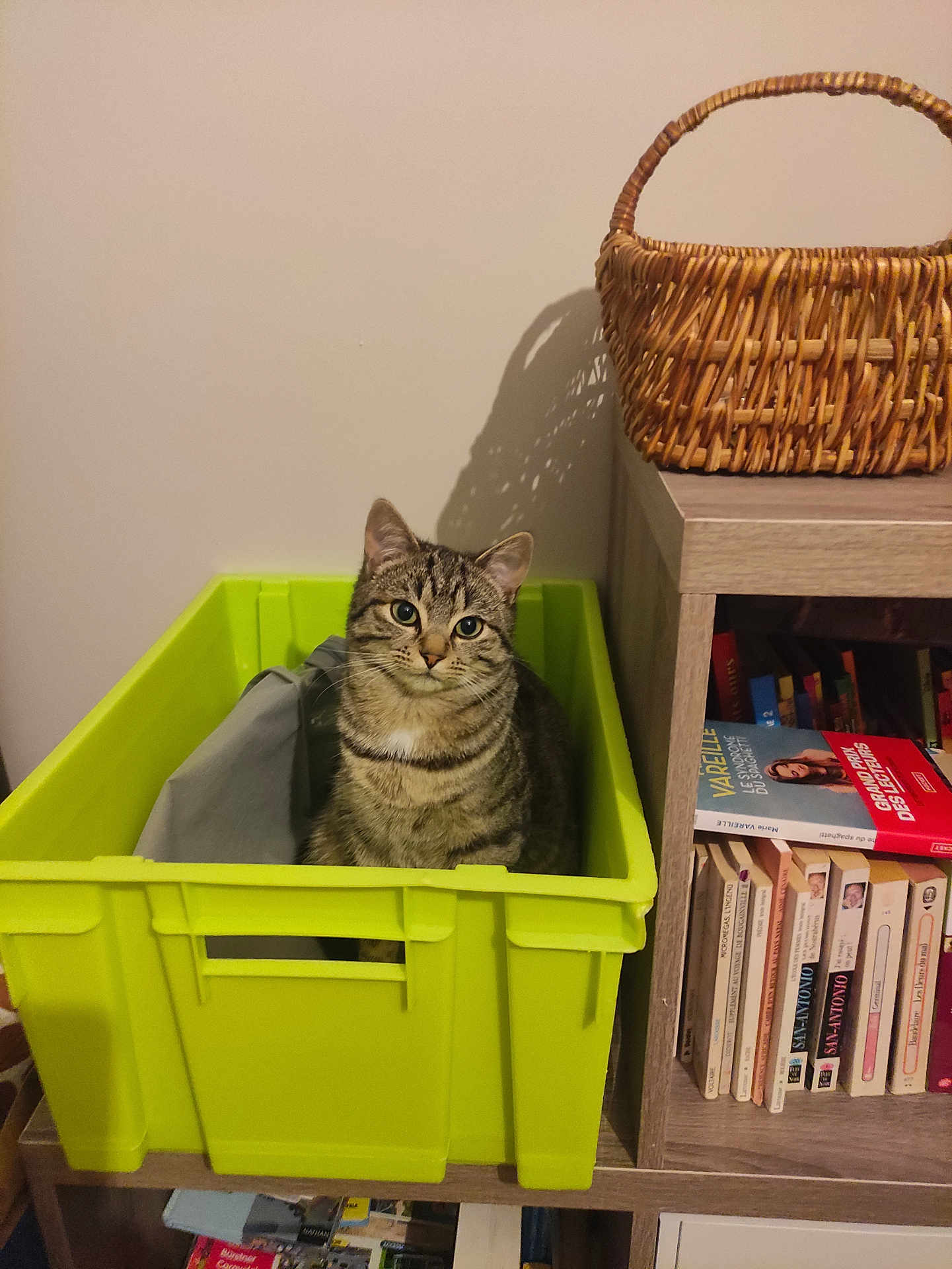 Tigrou participe au concours pour gagner de l'argent avec cette photo : cat, tabby_cat, green_crate, wooden_shelf, books, basket, indoor, pet, feline, curious, looking_up, plastic_container, home, furniture, sitting, cozy, domestic, animal, cute, striped_cat