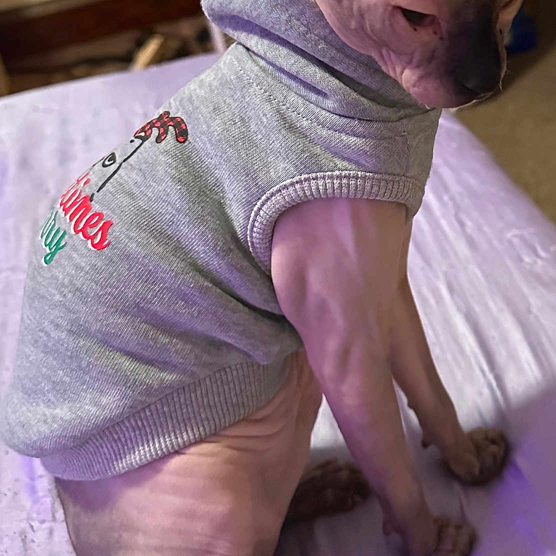 Luna is registered to the contest to win money with this photo: animal, bed, cat, cute, domestic_cat, ears, feline, grey_sweater, hairless_cat, indoors, legs, looking_away, paws, pet, sitting, skin, soft_lighting, sphynx_cat, tail, wrinkled_skin