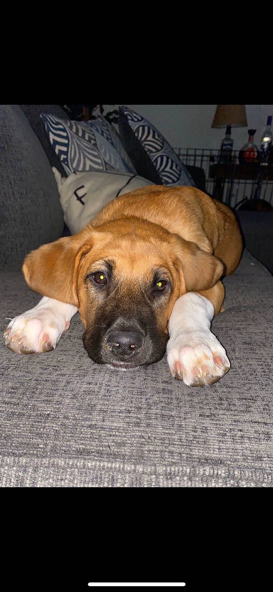 Hank joined the competition — help win amazing prizes! bored, canidae, carnivore, chair, companion_dog, dog, dog_breed, fawn, flooring, fur, guard_dog, hardwood, snout, sporting_group, terrestrial_animal, whiskers, wood, working_animal, working_dog, wrinkle