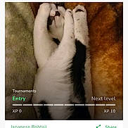 Patches is registered to the contest to win money with this photo: cat, japanese_bobtail, pet, sleeping, blanket, contest, webpage, text, animal, fur, cute, paw, resting, cozy, home, submission, animal_contest, black_and_white, soft, adorable