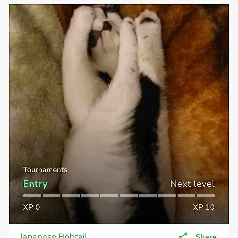 Patches is registered to the contest to win money with this photo: cat, japanese_bobtail, pet, sleeping, blanket, contest, webpage, text, animal, fur, cute, paw, resting, cozy, home, submission, animal_contest, black_and_white, soft, adorable