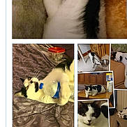 Patches is registered to the contest to win money with this photo: cat, black_and_white_cat, playing, resting, bed, water_bottle, collage, webpage, text, indoor, pet, cute, feline, animal, sleeping, lying_down, adorable, relaxed, close_up, portrait