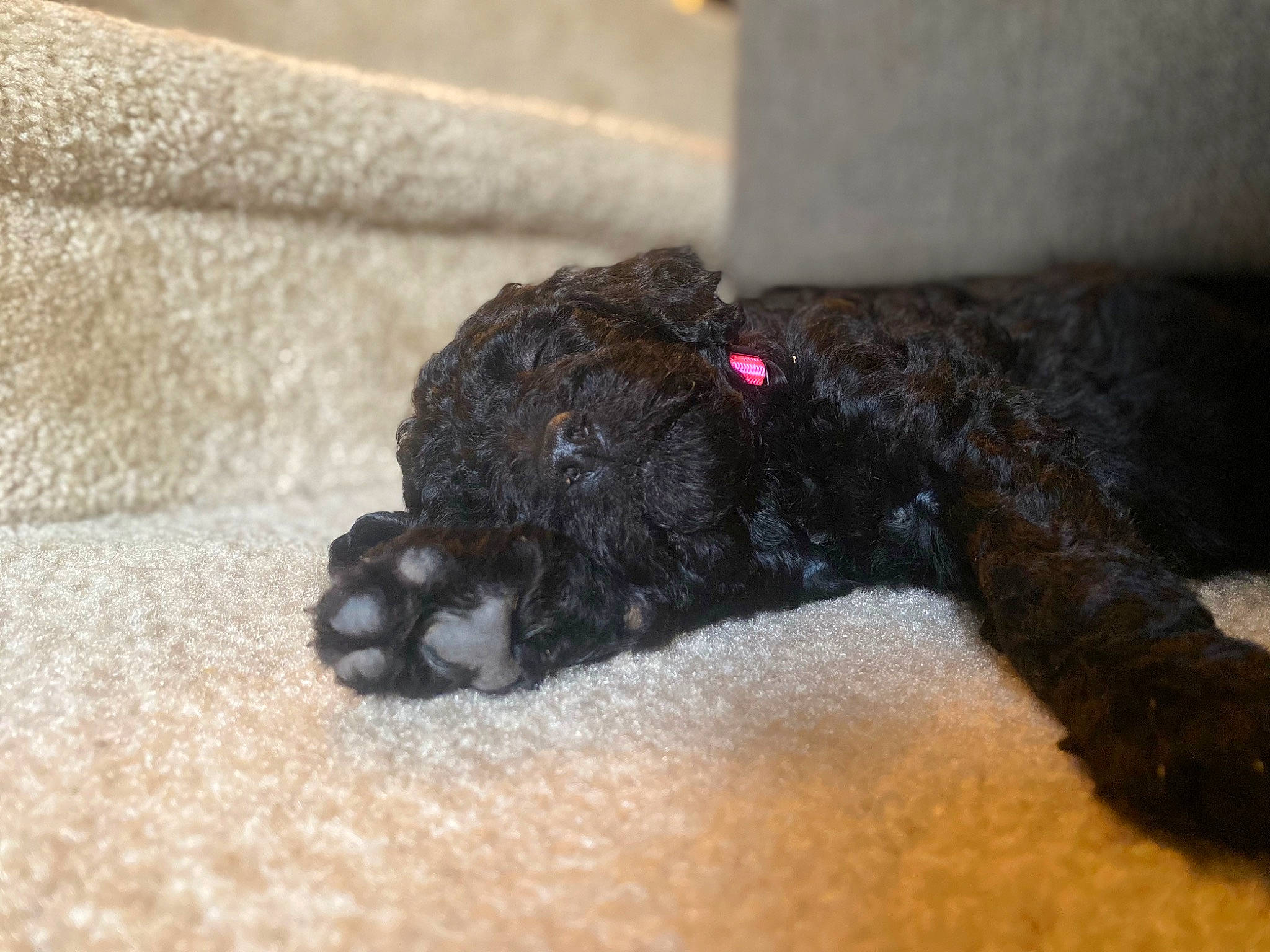 Evee joined the competition — help win amazing prizes! bed, carnivore, claw, companion_dog, dog, dog_breed, dog_supply, fawn, fur, paw, pet_supply, snout, sporting_group, tail, terrestrial_animal, terrier, toy, toy_dog, water_dog, working_animal