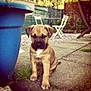 Iron a rejoint le concours — aidez-le/la à gagner de superbes lots ! puppy, dog, outdoor, backyard, paved_ground, garden, blue_pot, chair, table, fence, grass, pet, young_dog, sitting, brown_dog, cute, animal, small_dog, daylight, nature