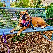 Iron a rejoint le concours — aidez-le/la à gagner de superbes lots ! dog, bench, bandana, leash, flowers, outdoor, pet, smiling, tongue, fur, happy, nature, greenery, sky, pavement, relaxed, park, animal, summer, daytime