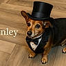 dog, small_dog, dachshund, top_hat, monocle, tuxedo, bow_tie, costume, dressed_up, portrait, indoor, wooden_floor, brown, black, sitting, standing, pet, funny, formal, name_text