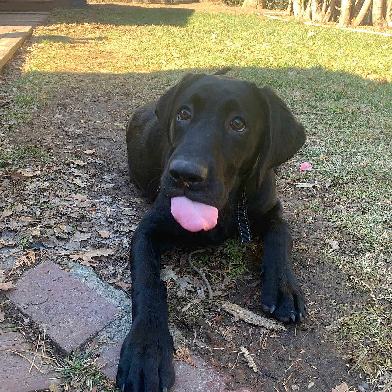 Nero is registered to the contest to win money with this photo: animal, architecture, backyard, building, canine, dog, grass, labradorretriever, nature, outdoors, path, pet, plant, puppy, shelter, slate, soil, tree, vegetation, yard