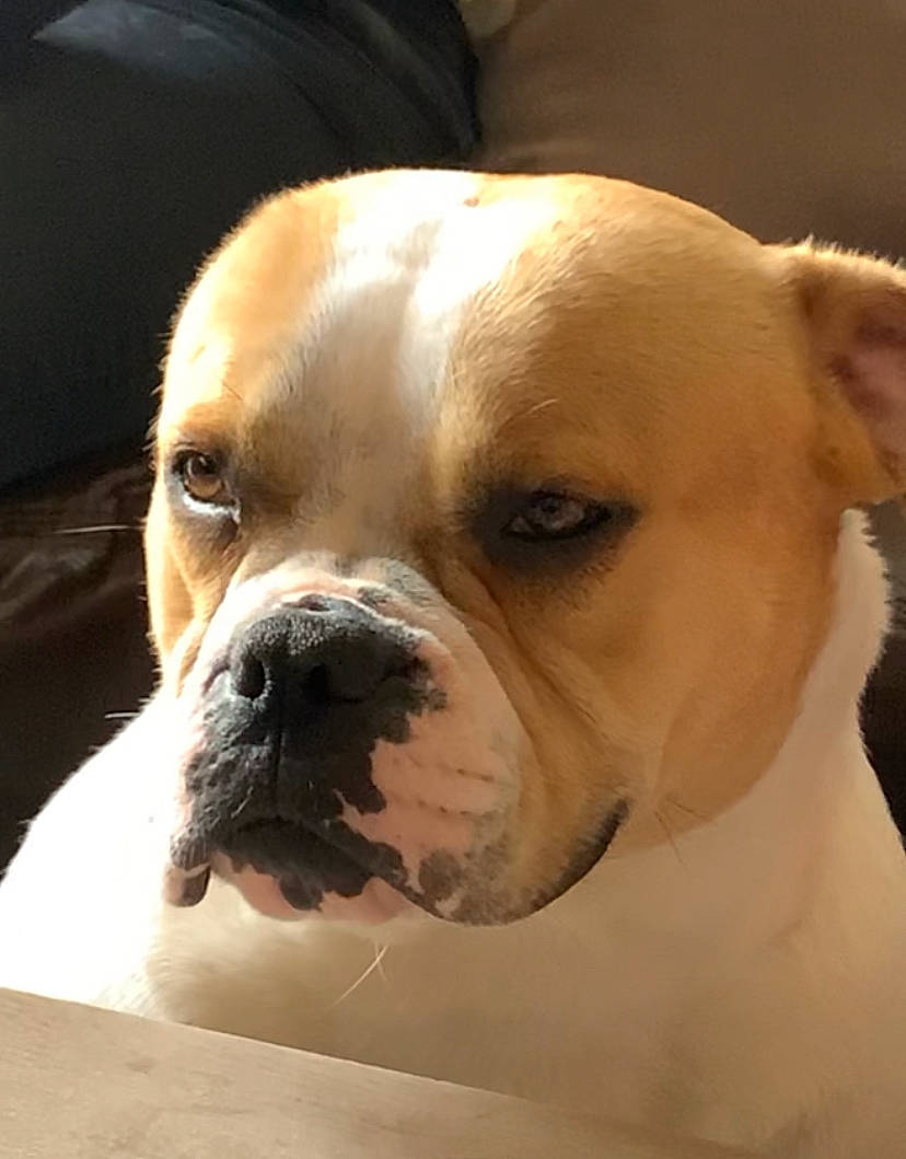 Oksanna participe au concours pour gagner de l'argent avec cette photo : biting, bored, bulldog, canidae, carnivore, collar, companion_dog, dog, dog_breed, dog_collar, ear, fawn, head, snout, sporting_group, whiskers, white_english_bulldog, working_animal, working_dog, wrinkle