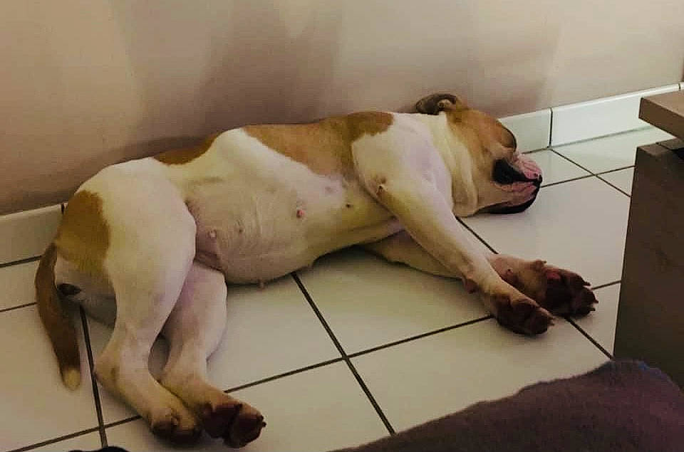 Oksanna participe au concours pour gagner de l'argent avec cette photo : canidae, carnivore, comfort, companion_dog, dog, dog_breed, fawn, felidae, flooring, foot, fur, hardwood, non_sporting_group, paw, snout, sporting_group, tail, terrestrial_animal, whiskers, working_animal