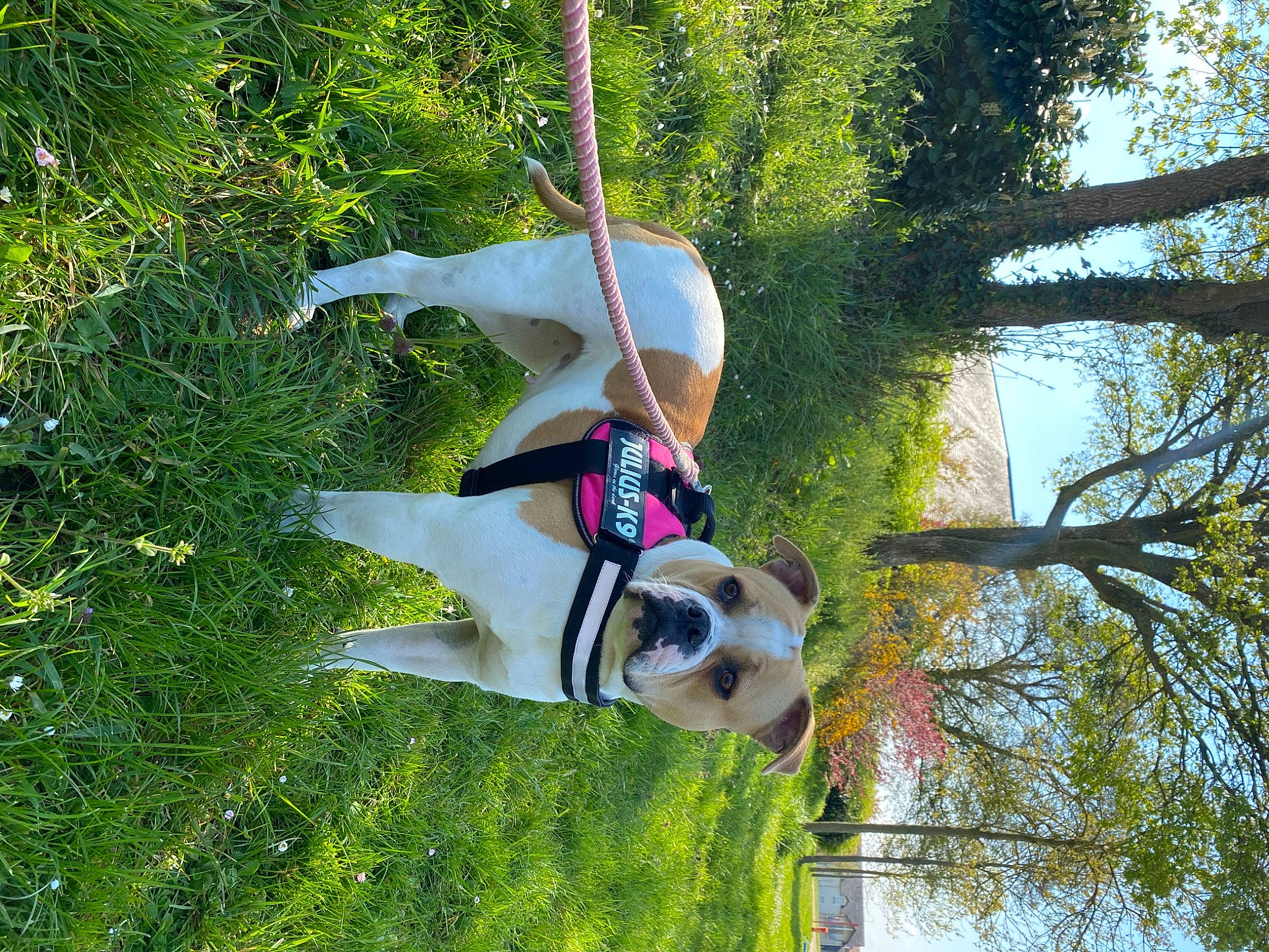 Oksanna participe au concours pour gagner de l'argent avec cette photo : adventure, canidae, carnivore, companion_dog, dog, dog_breed, dog_supply, fawn, fun, grass, leisure, people_in_nature, pet_supply, plant, recreation, sky, sporting_group, tree, trunk, water