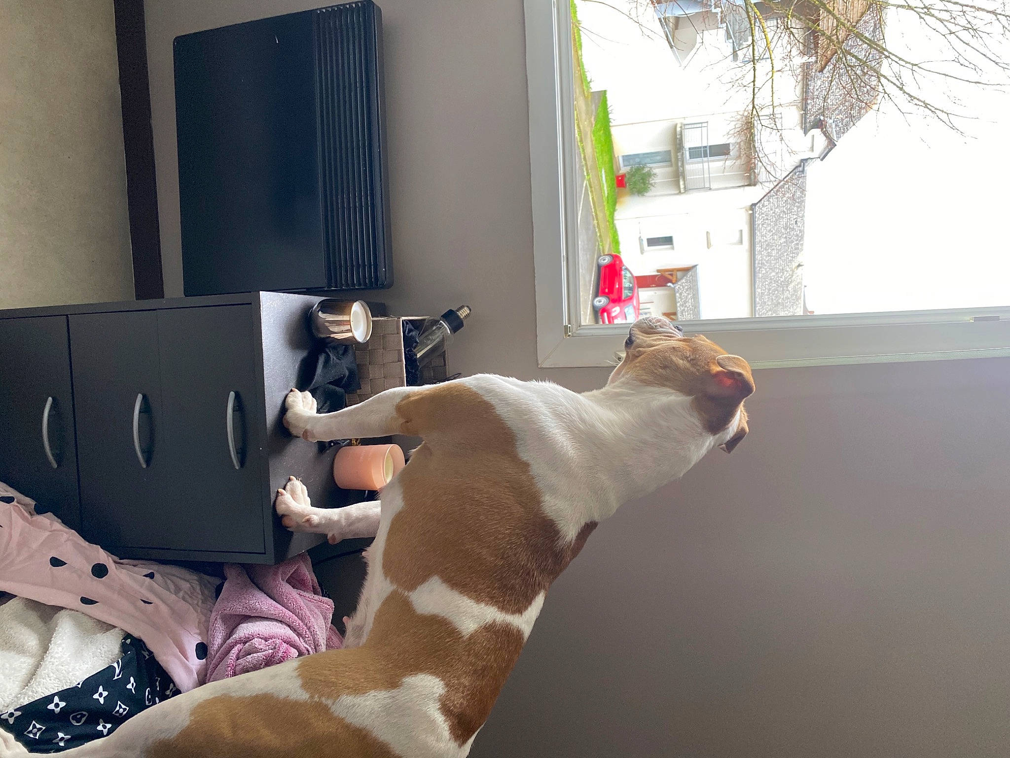 Oksanna a rejoint le concours — aidez-le/la à gagner de superbes lots ! carnivore, comfort, companion_dog, dog, dog_breed, elbow, fawn, felidae, flooring, human_leg, knee, room, small_to_medium_sized_cats, sporting_group, table, tail, thigh, whiskers, window, wood