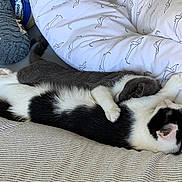 Nell joined the competition — help win amazing prizes! animal, bed, black_and_white, blanket, cat, comfortable, companion, cozy, cute, domestic, friendship, fur, gray, indoor, pet, relaxed, resting, sleeping, snuggling, soft