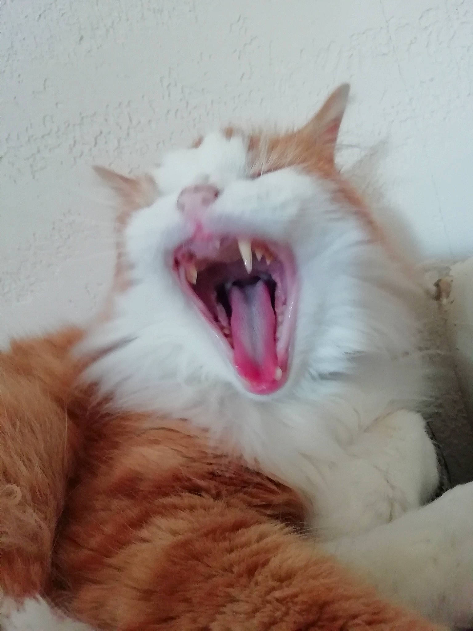 Bidou participe au concours pour gagner de l'argent avec cette photo : aegean_cat, carnivore, cat, eye, facial_expression, fang, felidae, fur, jaw, mouth, nose, ojos_azules, organ, small_to_medium_sized_cats, snout, tongue, tooth, turkish_van, whiskers, yawn