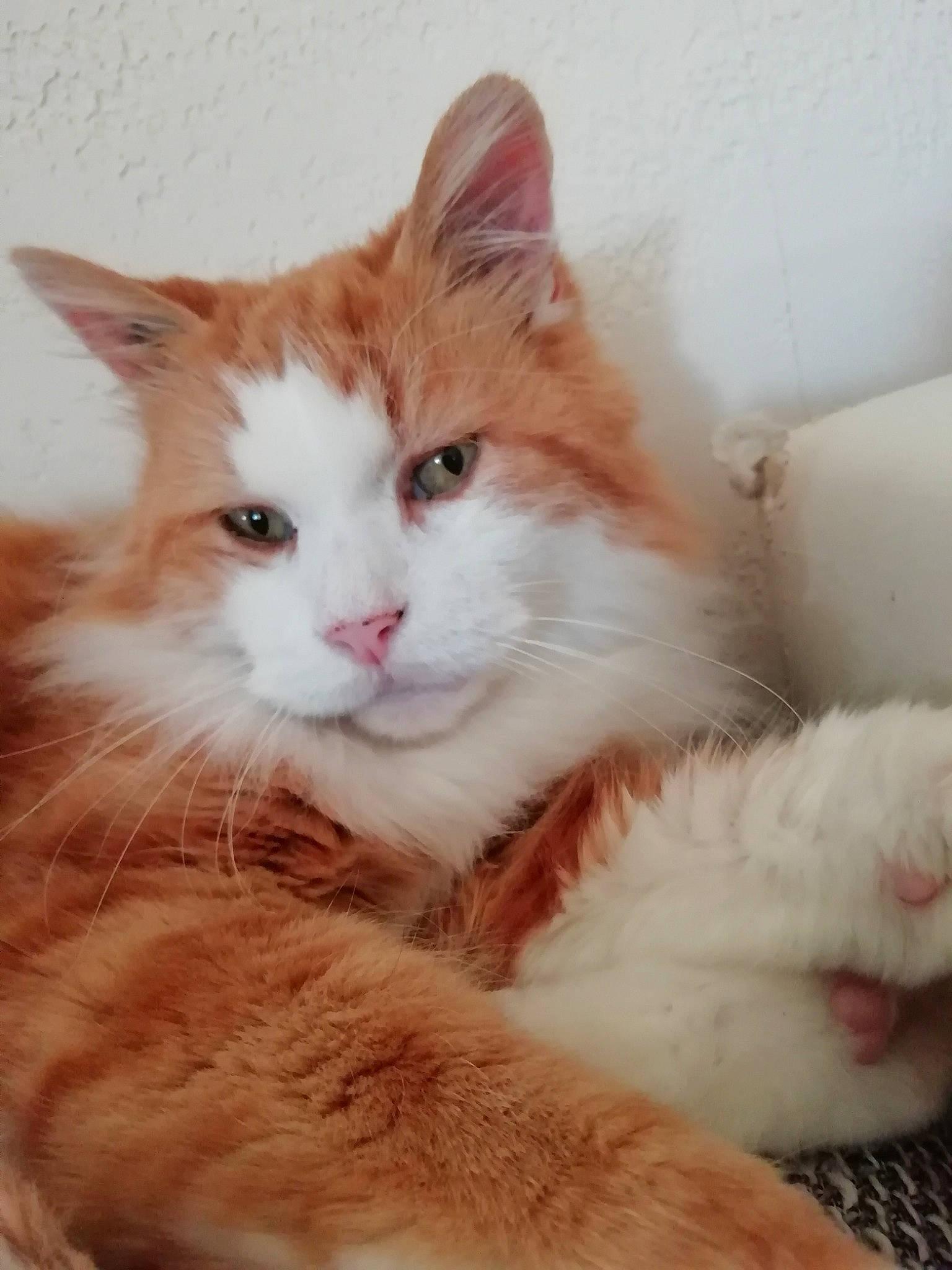 Bidou participe au concours pour gagner de l'argent avec cette photo : aegean_cat, carnivore, cat, cymric, domestic_long_haired_cat, domestic_short_haired_cat, fawn, felidae, kitten, maine_coon, mammal, norwegian_forest_cat, polydactyl_cat, ragamuffin, small_to_medium_sized_cats, snout, turkish_angora, turkish_van, vertebrate, whiskers