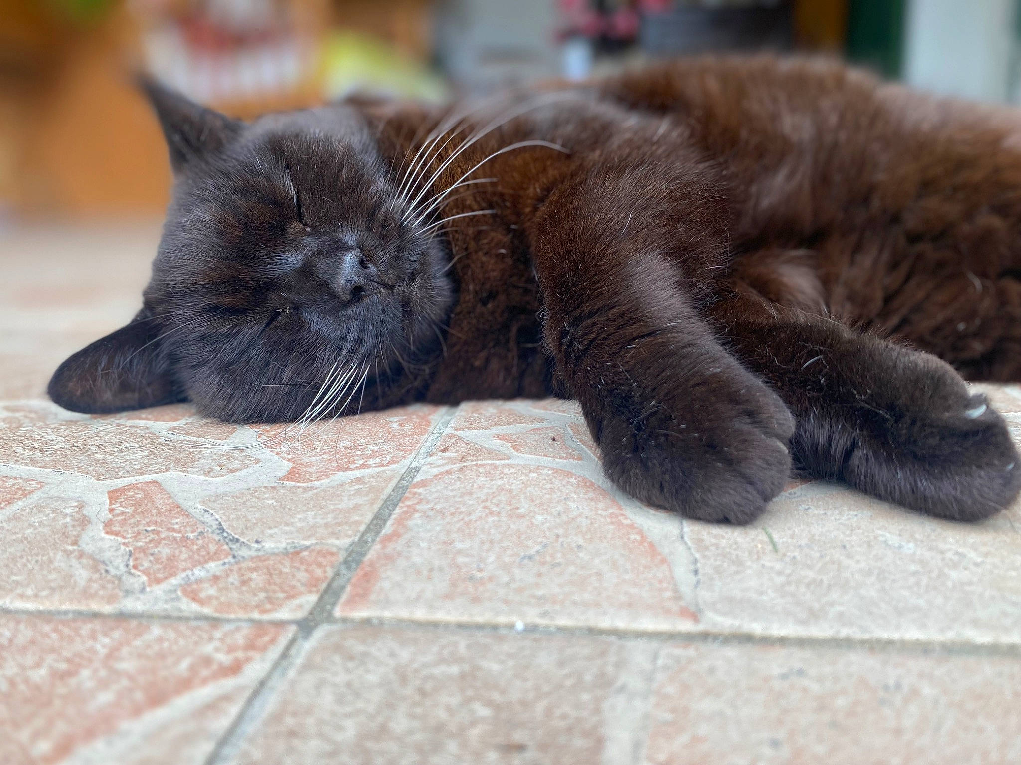 Byspo a rejoint le concours — aidez-le/la à gagner de superbes lots ! black_cat, bombay, carnivore, cat, chartreux, claw, comfort, domestic_short_haired_cat, felidae, flooring, fur, grey, mammal, paw, road_surface, small_to_medium_sized_cats, snout, tail, terrestrial_animal, whiskers