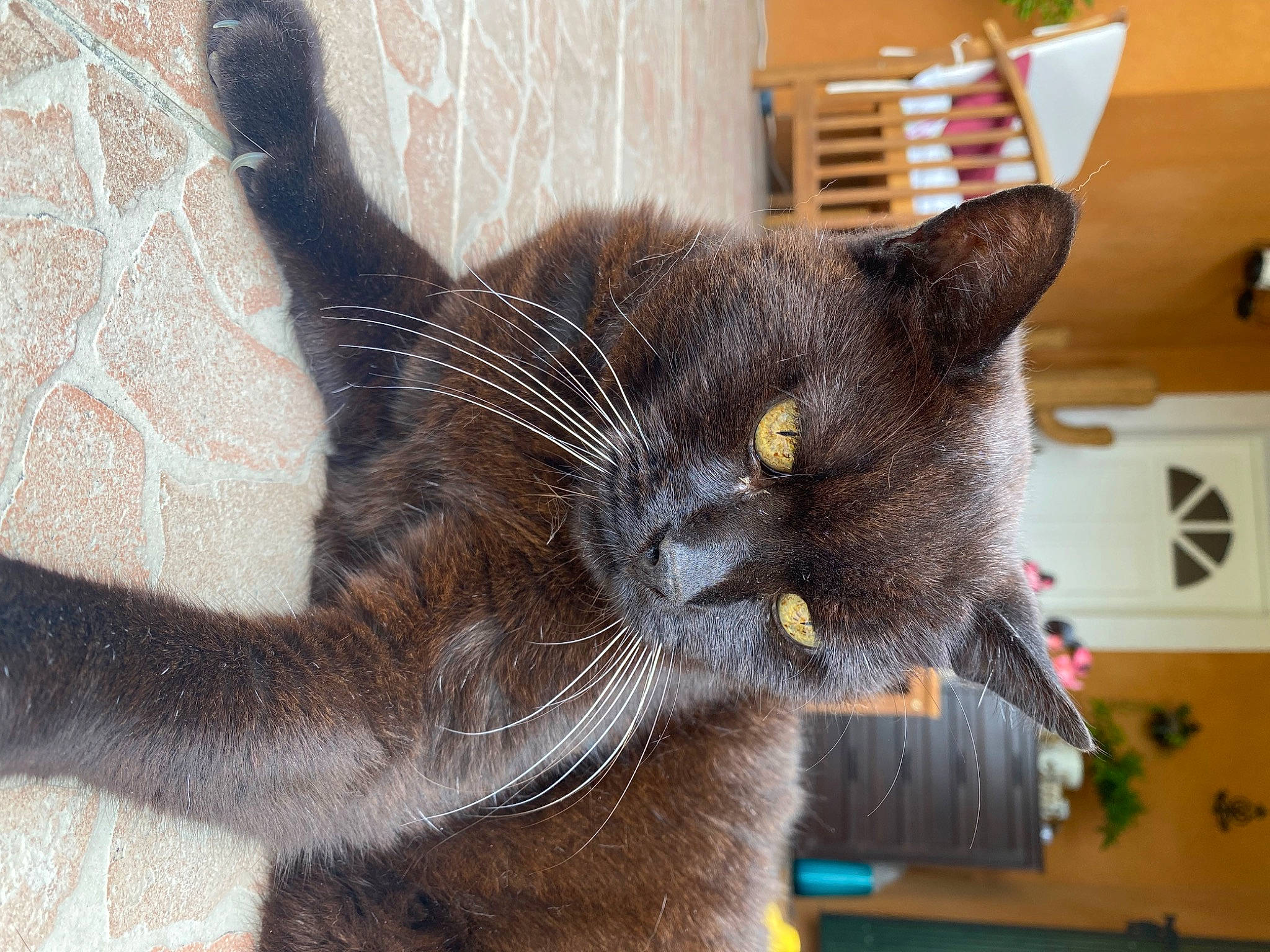 Byspo participe au concours pour gagner de l&#x27;argent avec cette photo : black_cat, carnivore, cat, cat_supply, chartreux, claw, collar, domestic_short_haired_cat, ear, felidae, fur, havana_brown, korat, paw, small_to_medium_sized_cats, snout, tail, whiskers, window