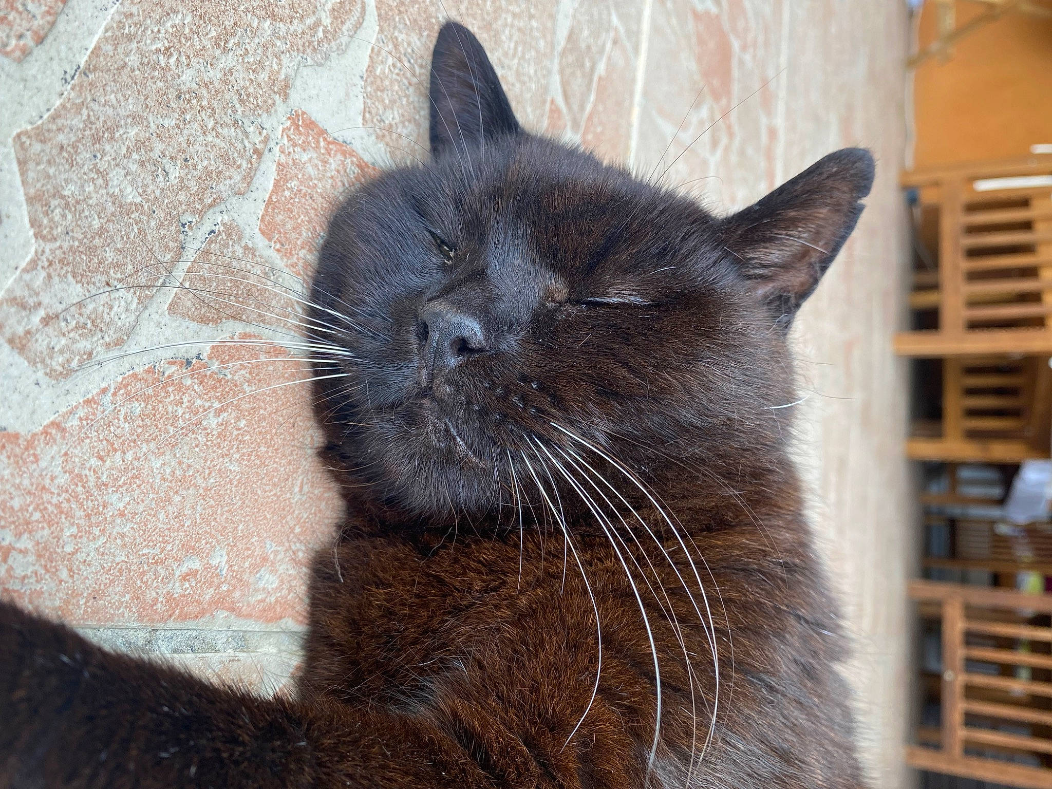 Byspo participe au concours pour gagner de l&#x27;argent avec cette photo : black_cat, carnivore, cat, chartreux, comfort, domestic_short_haired_cat, eye, felidae, fur, grey, iris, paw, small_to_medium_sized_cats, snout, tail, terrestrial_animal, whiskers, wildlife