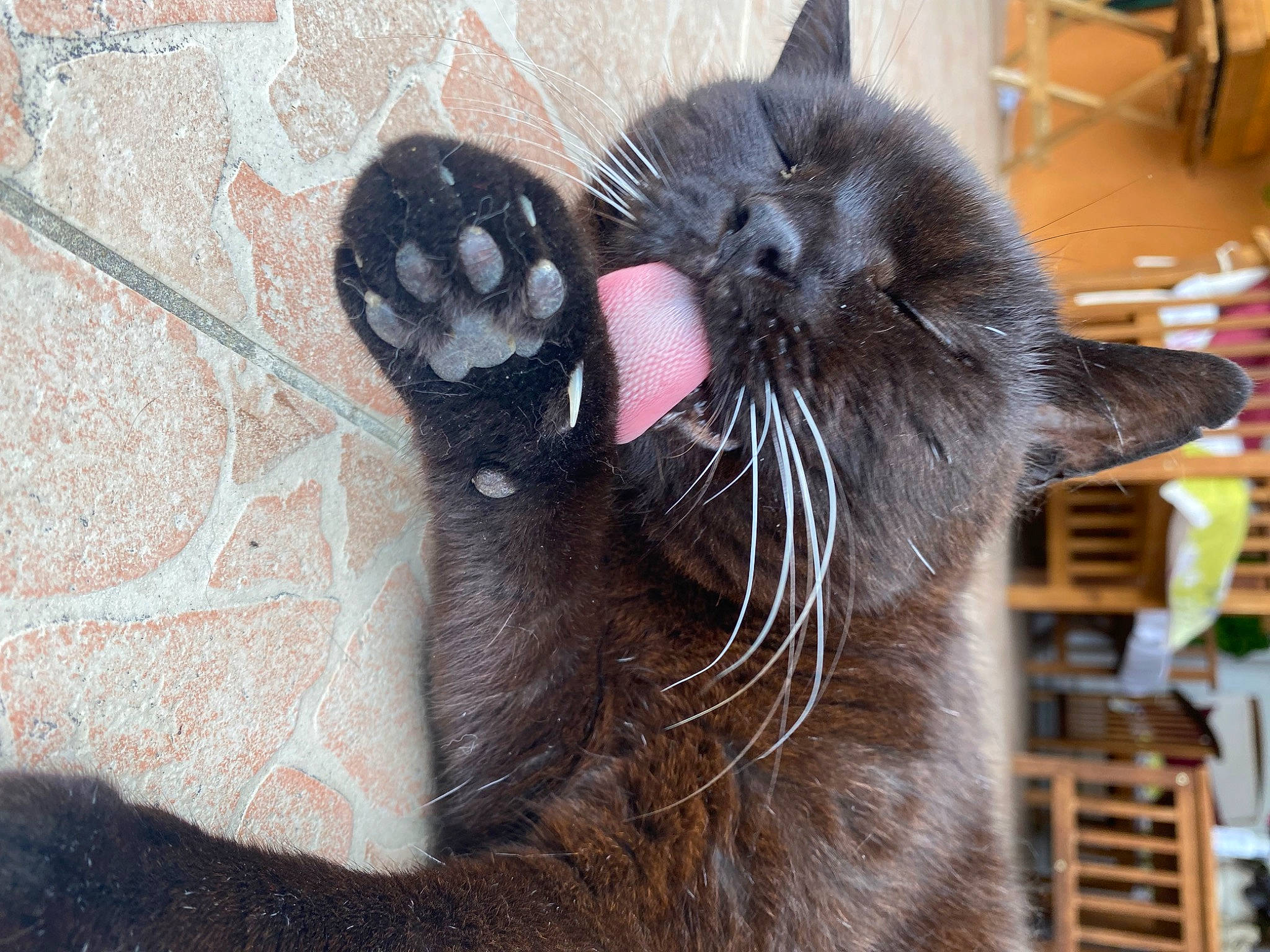 Byspo a rejoint le concours — aidez-le/la à gagner de superbes lots ! black_cat, carnivore, cat, chair, claw, collar, comfort, dog_breed, domestic_short_haired_cat, ear, fang, felidae, foot, fur, gesture, paw, small_to_medium_sized_cats, snout, thai, whiskers