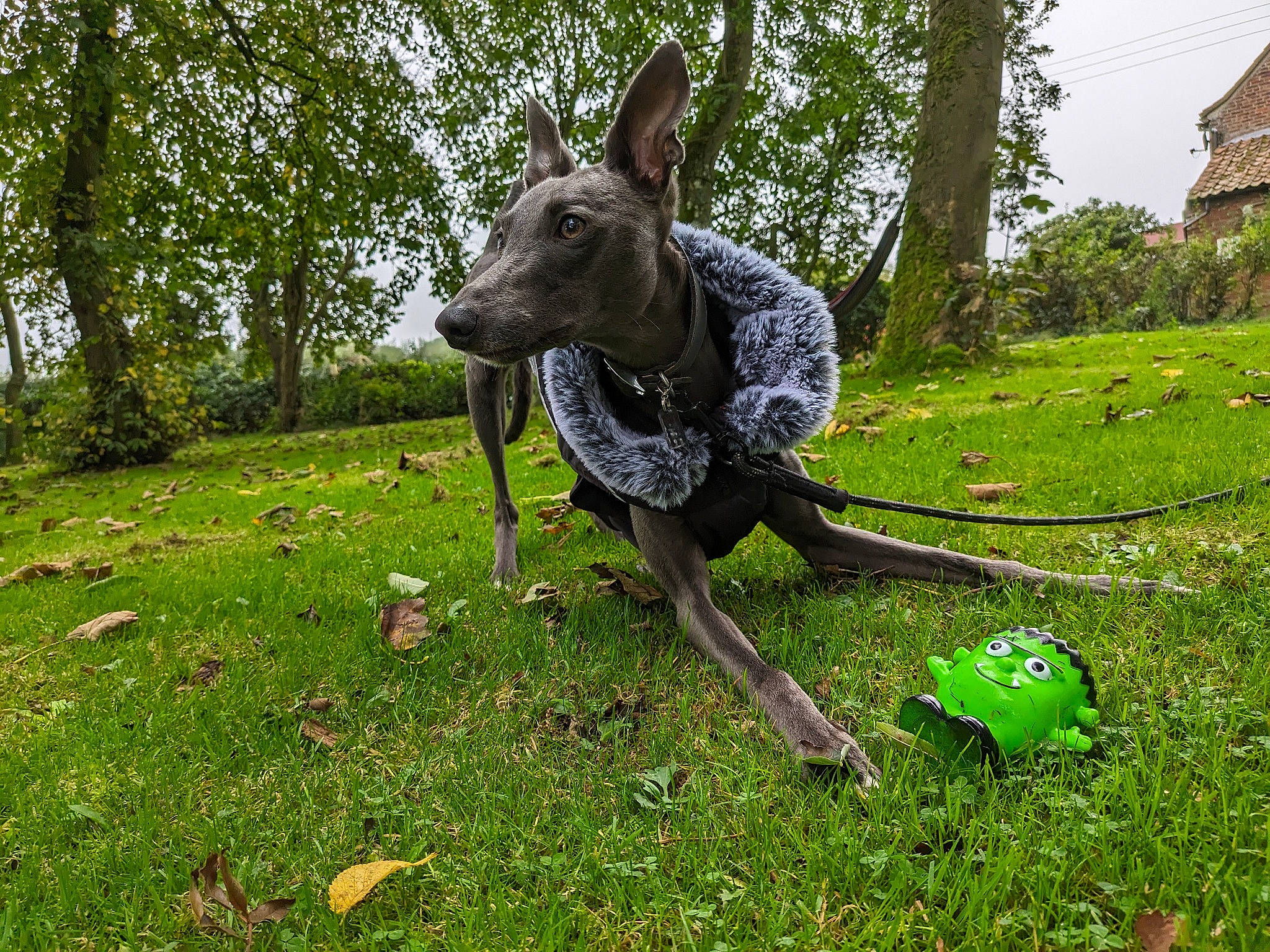 Blue is registered to the contest to win money with this photo: art, canidae, carnivore, dog, dog_breed, fawn, grass, grassland, groundcover, hedge, pasture, plant, recreation, shrub, sky, sporting_group, tail, terrestrial_animal, tree, wildlife