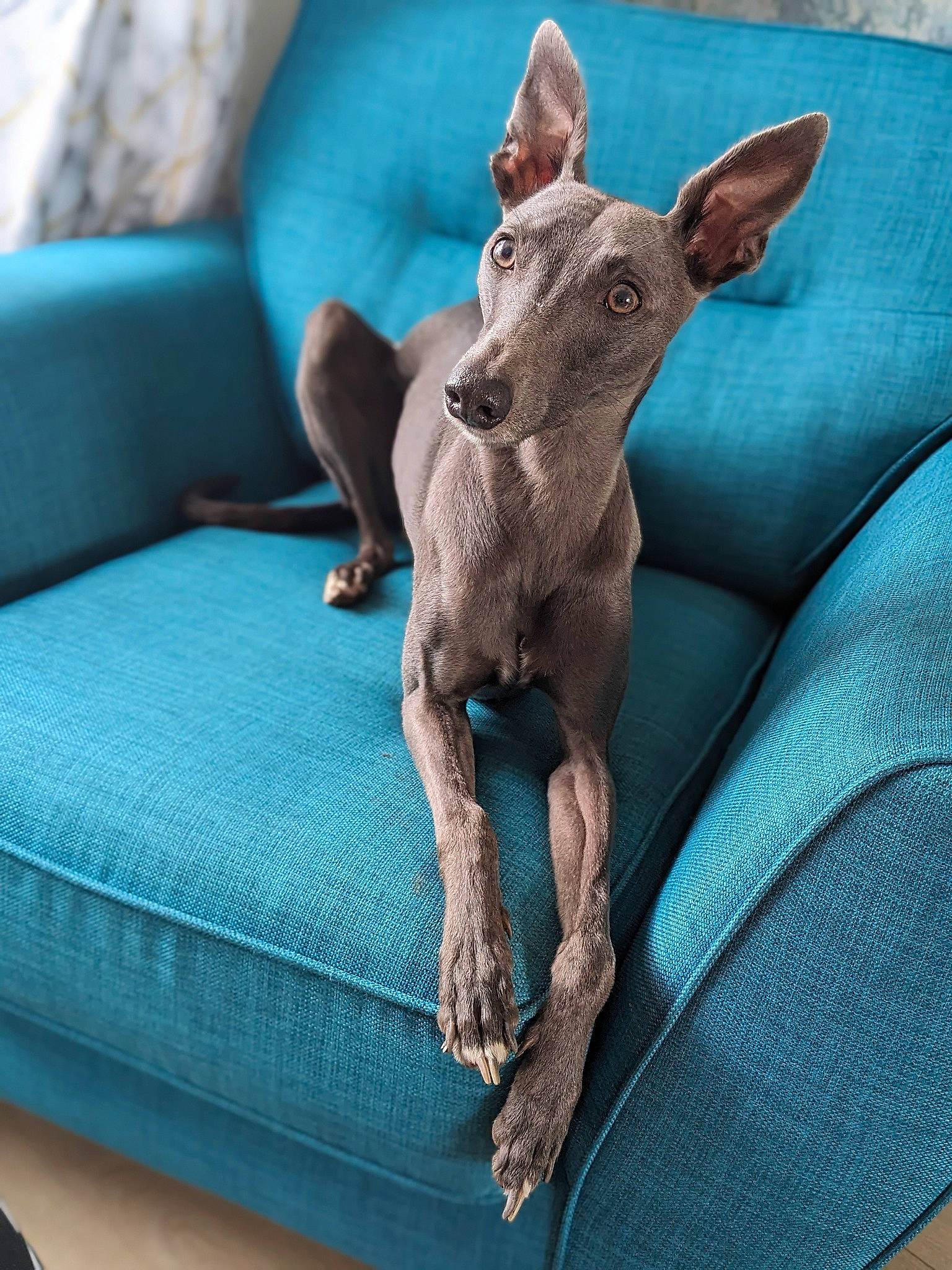 Blue joined the competition — help win amazing prizes! azure, canidae, carnivore, collar, comfort, companion_dog, couch, creative_arts, dog, dog_breed, electric_blue, fawn, grey, mexican_hairless_dog, non_sporting_group, terrestrial_animal, working_animal