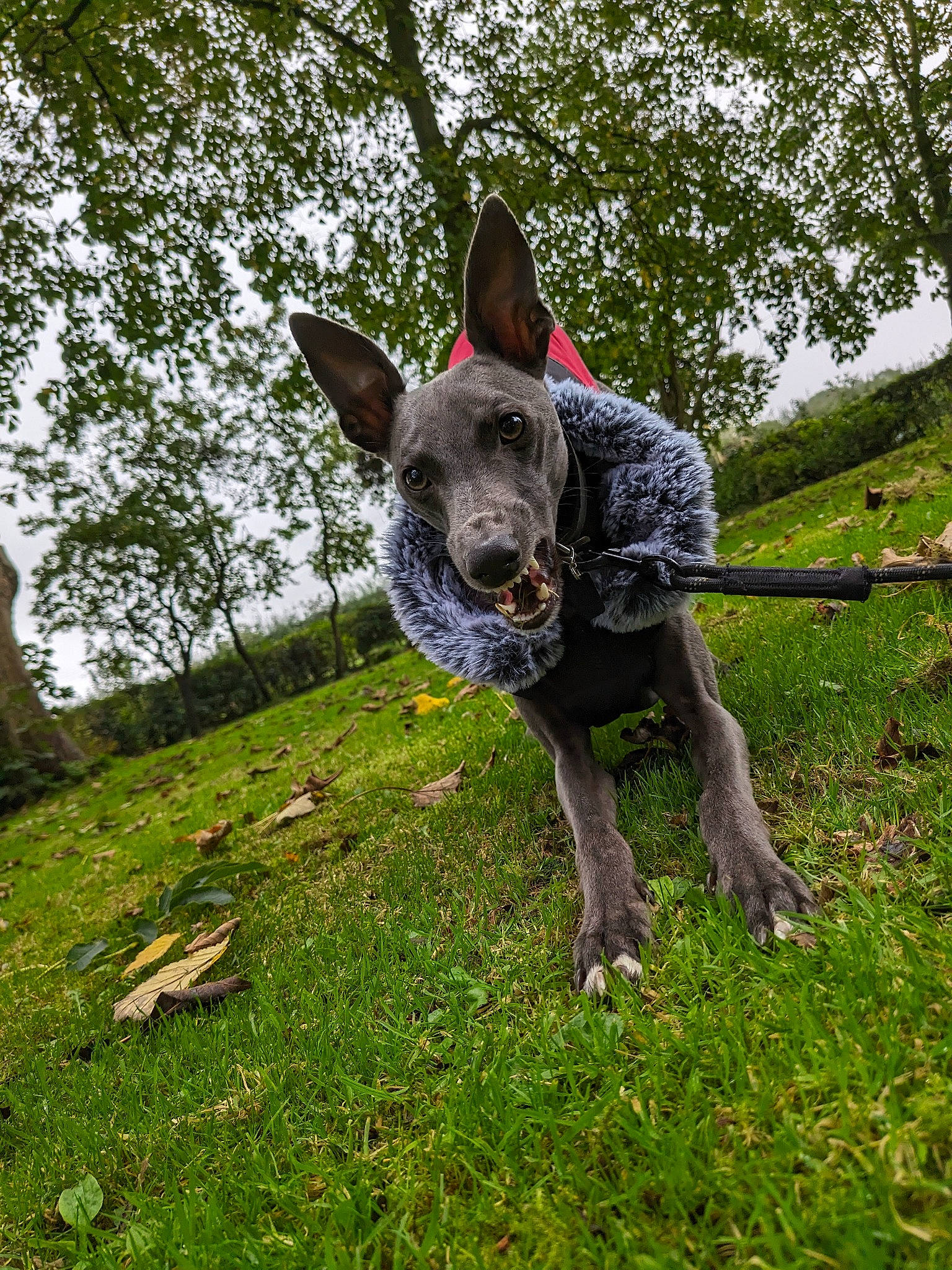 Blue is registered to the contest to win money with this photo: canidae, cargo_pants, carnivore, collar, dog, dog_breed, dog_supply, fawn, grass, grassland, hunting_dog, non_sporting_group, pattern, plant, recreation, snout, soft_drink, sporting_group, tail, tree