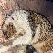 Gribouille a rejoint le concours — aidez-le/la à gagner de superbes lots ! cat, sleeping, curled_up, paw, blanket, striped, fur, cozy, indoor, resting, cute, tabby, pet, animal, feline, comfortable, patterned, soft, relaxed, domestic
