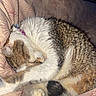 cat, sleeping, curled_up, paw, blanket, striped, fur, cozy, indoor, resting, cute, tabby, pet, animal, feline, comfortable, patterned, soft, relaxed, domestic