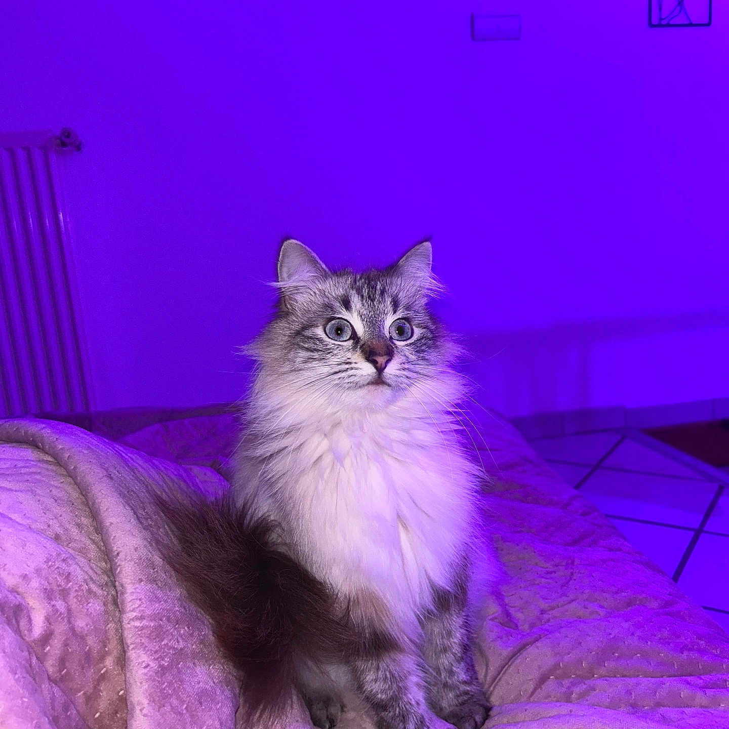 Ulma participe au concours pour gagner de l'argent avec cette photo : cat, fluffy, alert, wide_eyes, blanket, indoor, purple_light, blue_light, feline, fur, pet, cozy, sitting, curious, domestic_animal, cute, portrait, household, tile_floor, radiator